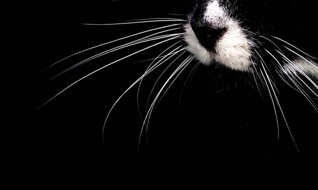 Cats Whiskers Distillery - Coffs Harbour